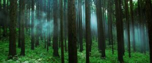 Japanische Zypresse / Sugi Waldbestände