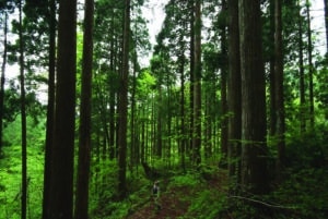 Mann in einem Wald aus Sugi Bäumen