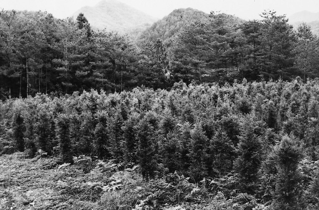 Arboretum junger japanischer Zypressen